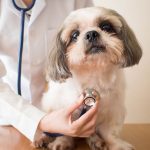 How to Find an Emergency Veterinarian in Aurora CO